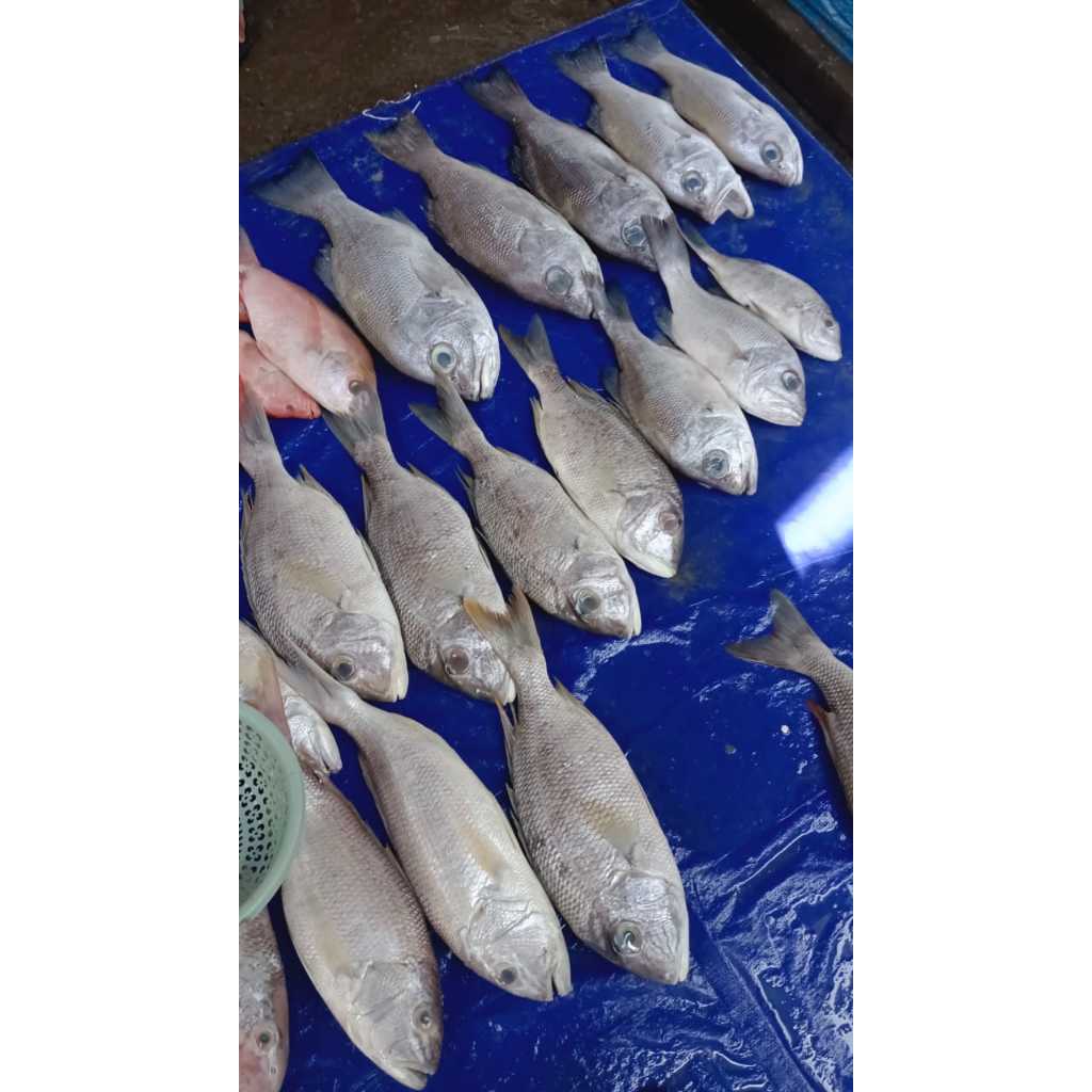 Ikan, Kerapu Coklat, Kerapu Merah, Kakap Merah, kakap Putih,Gargahing