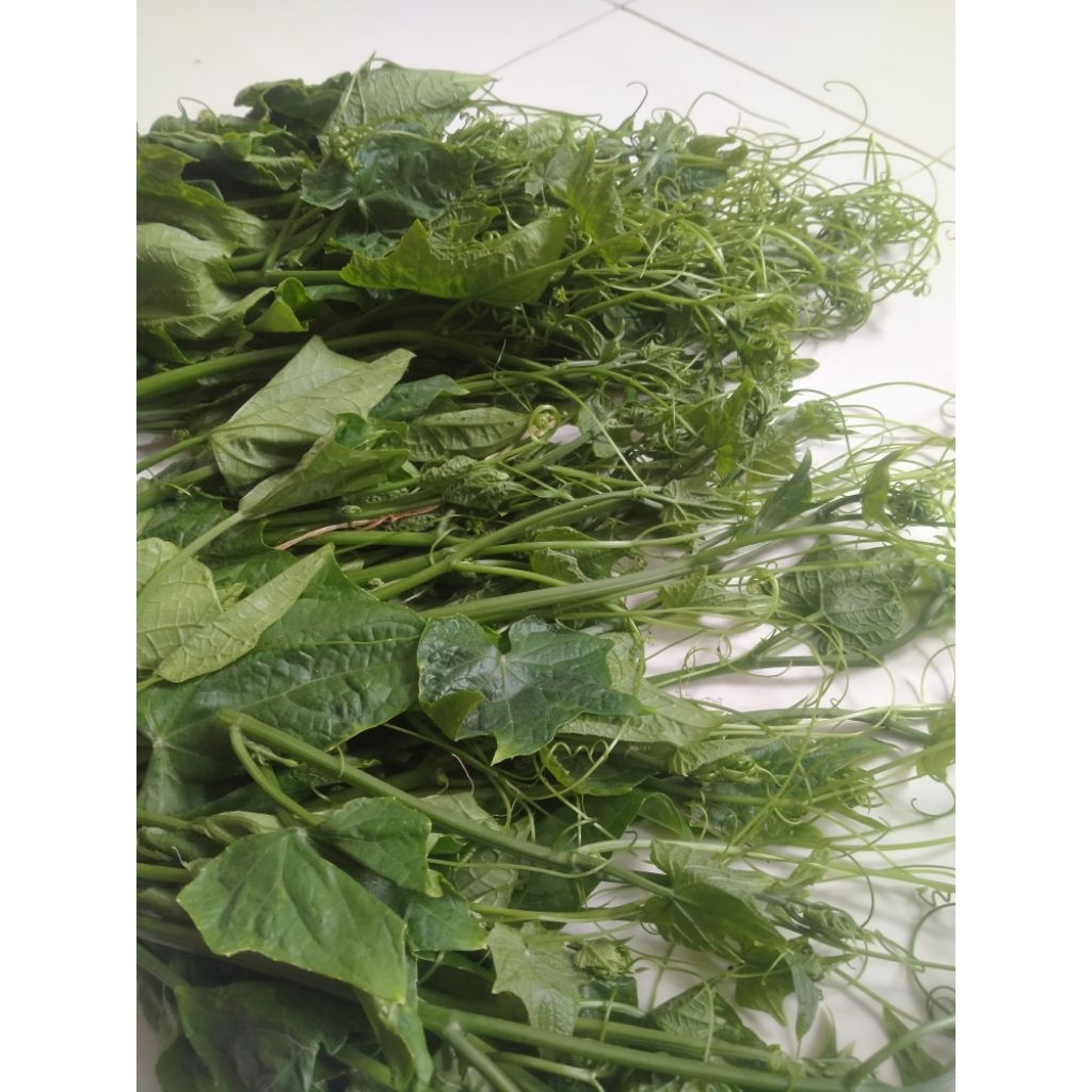 pucuk labu siam pucuk daun labu siam labu siam lung waluh sayur segar sayur murah pucuk daun jipang