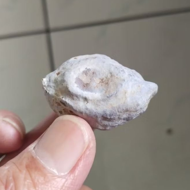 Kemiri Adu Muncang Adu Jayanti Milenial Petot Penyok Tua Jatuhan