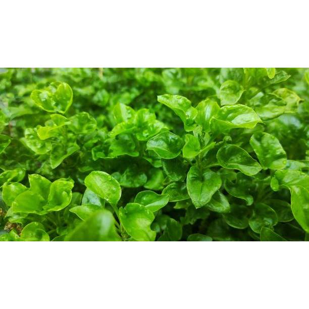 COD - Bibit Selada Air