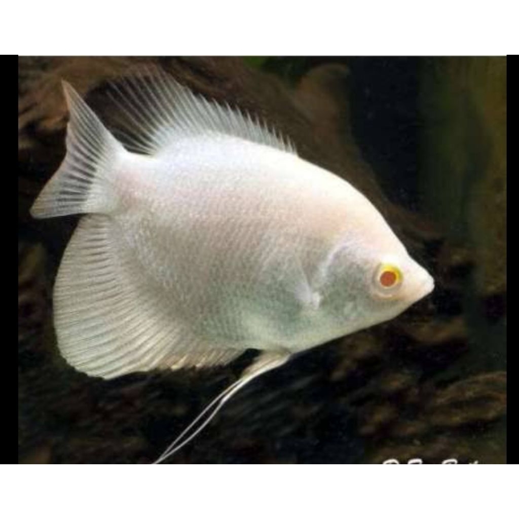 GURAMI GIGANTE ALBINO 6-7CM