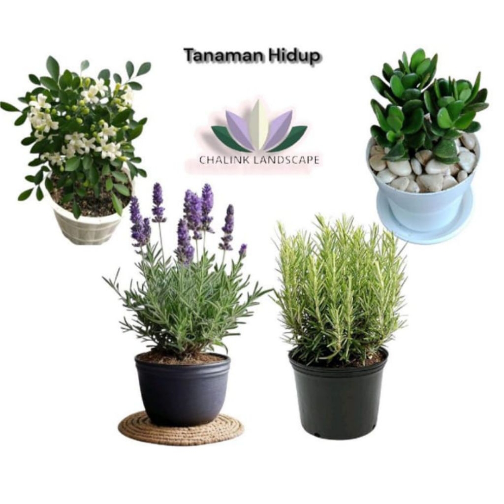 tanaman hias paket 4 jenis tanaman hias