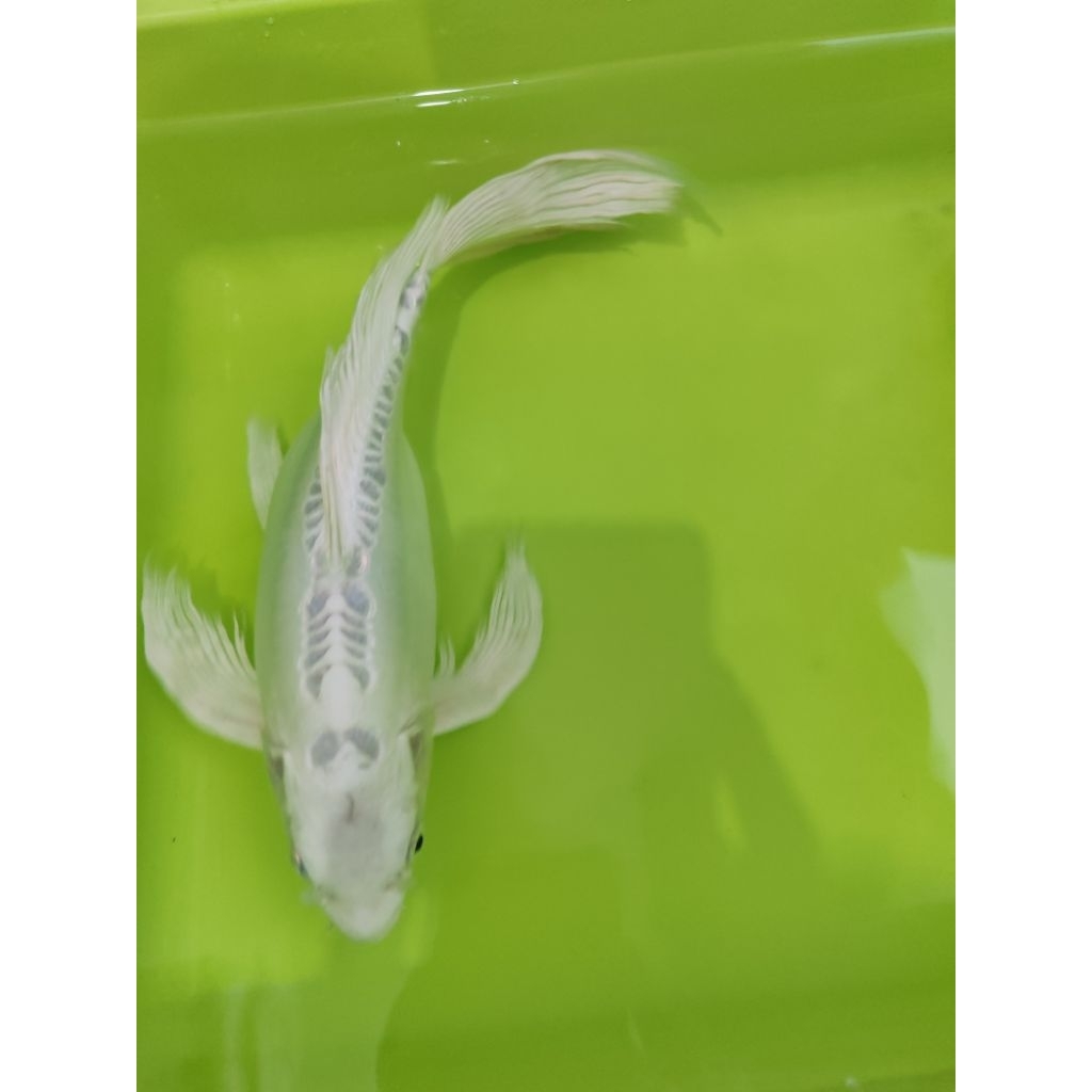 pakan ikan koi SLAYER 30CM
