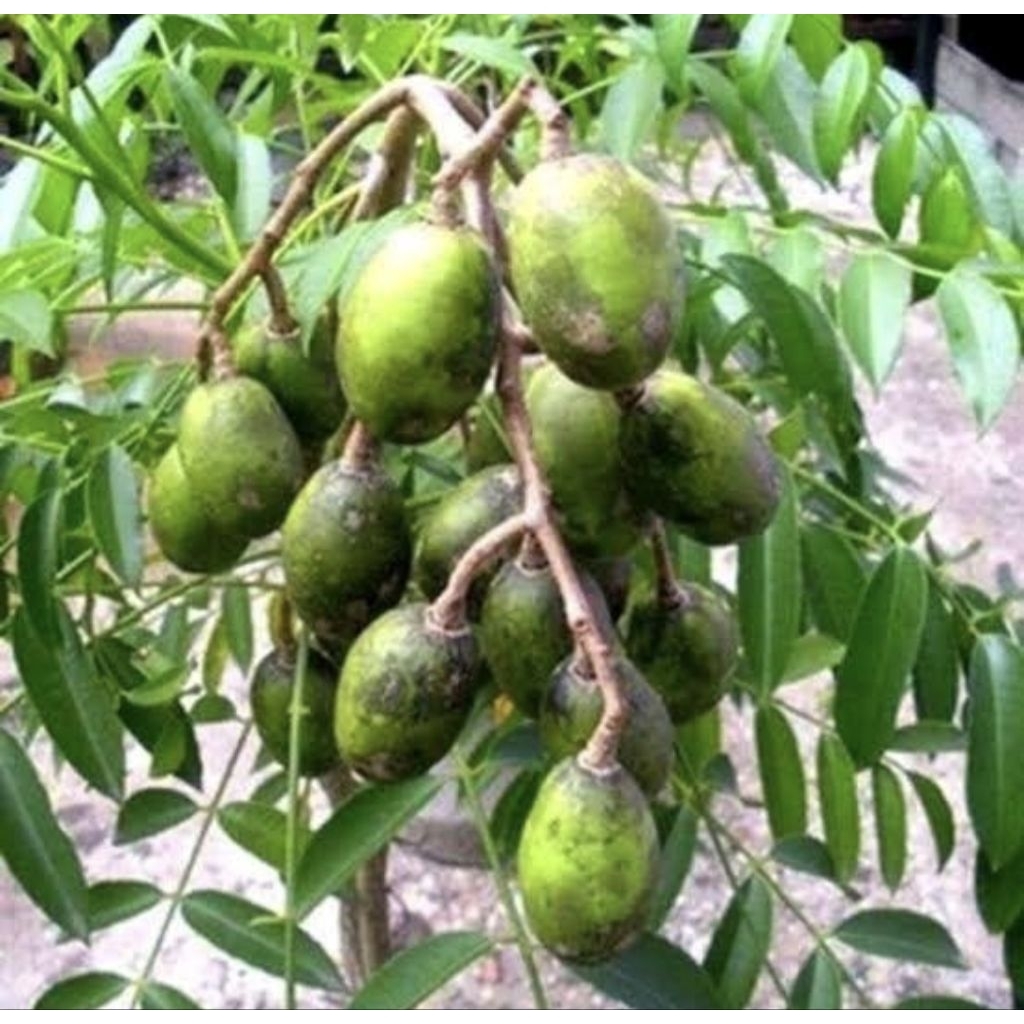 Pohon Kedondong Mini Sudah Berbuah / Bibit Pohon Buah Kedondong