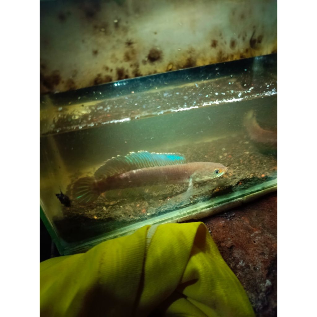 Andrao bahan pair 10cm