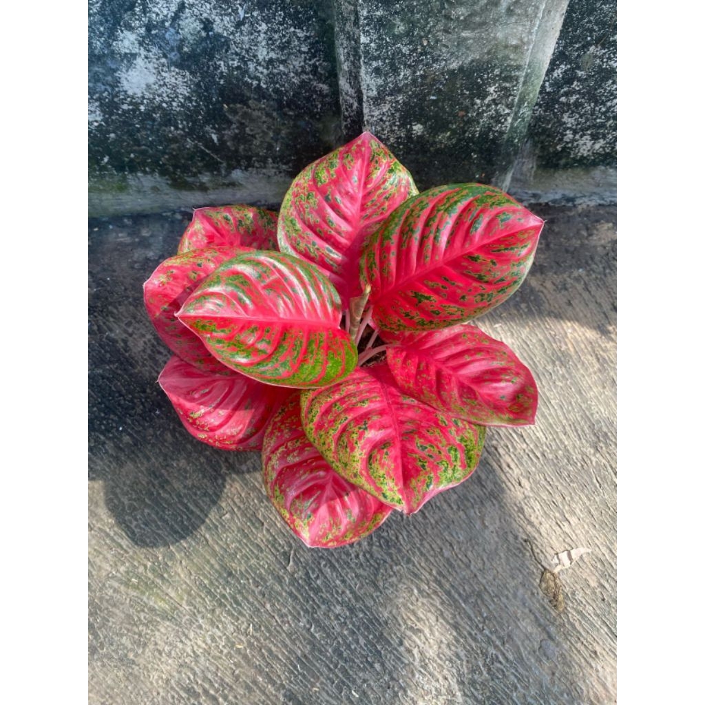 aglonema wulandari lokal cantik