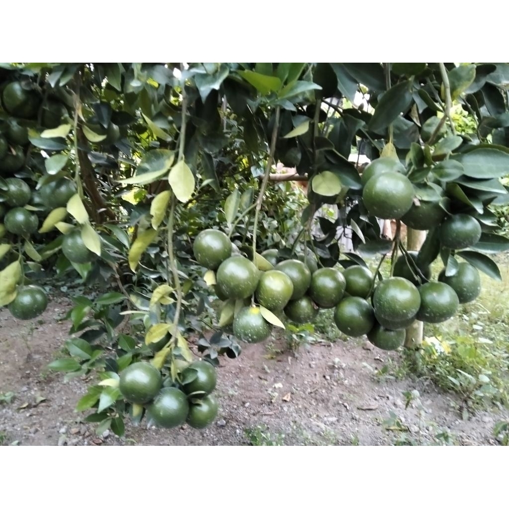 Jeruk  Santang Madu 1kg