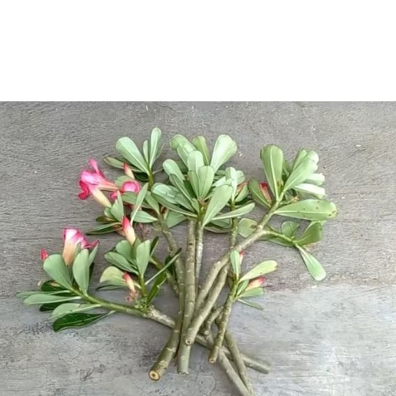 Entres Adenium Bunga Tumpuk - Pilihan 1