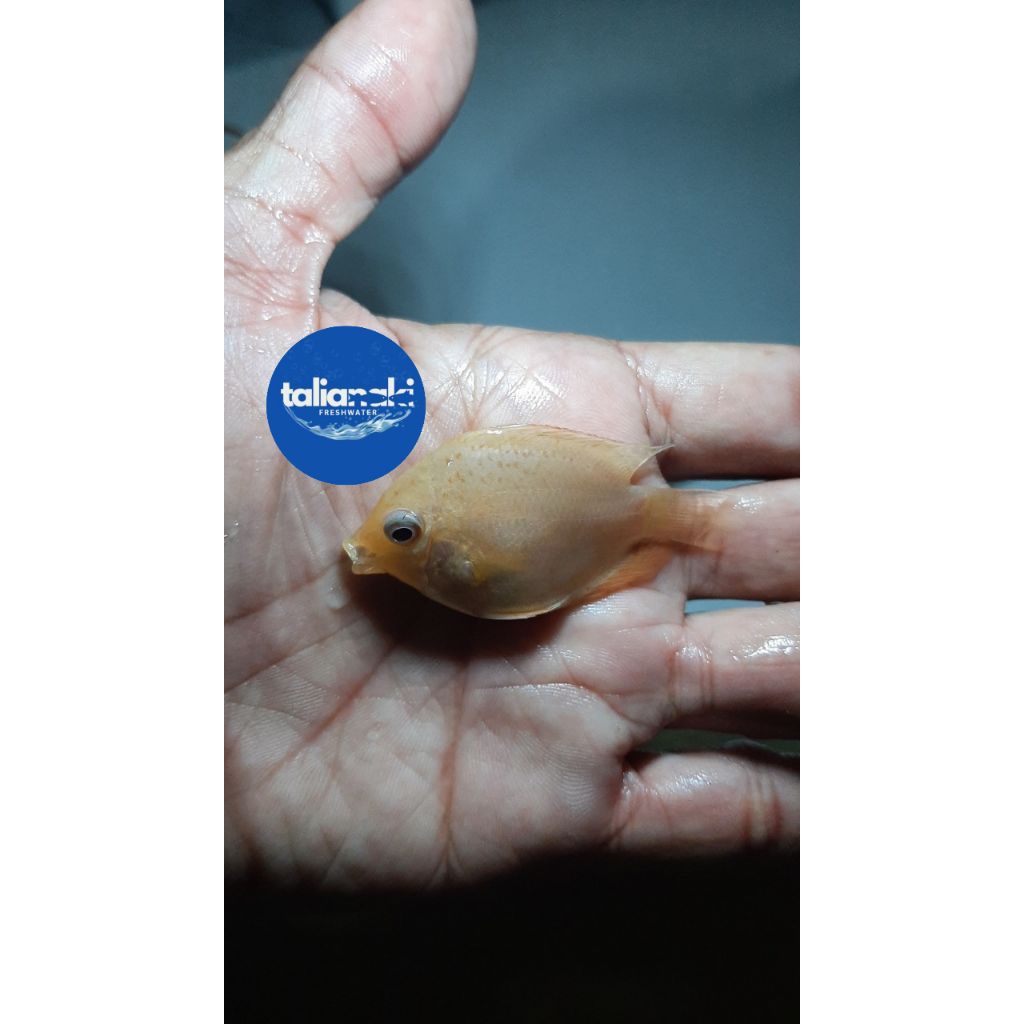 yellow severum 2-4cm