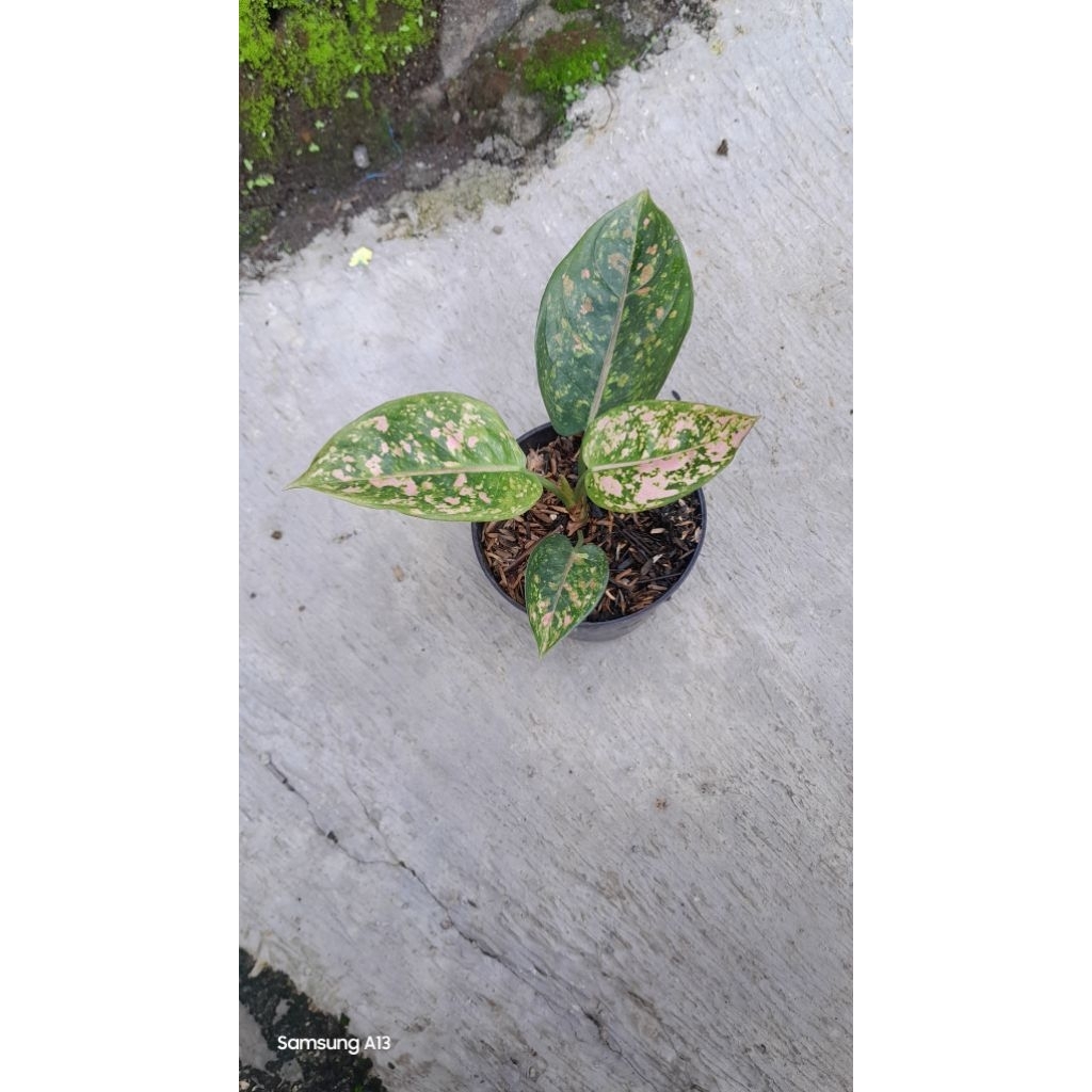 Aglonema Ruby Compakta/Compakta (Size Remaja)