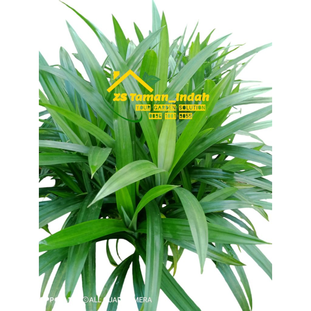 pohon pandan wangi hijau