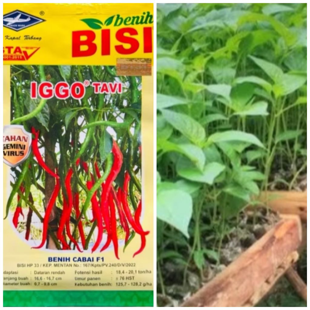 Bibit F1 Tavi Cabe merah keriting CMK tinggi 20 cm full akar siap tanam