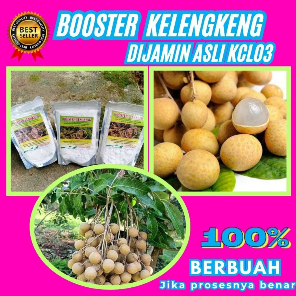 Pupuk Kelengkeng Cepat Berbuah, Pupuk Kelengkeng Kclo3, Pupuk Kelengkeng Merah