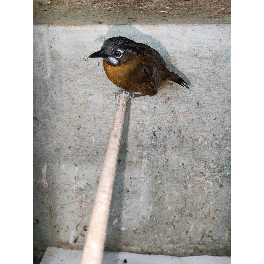 BURUNG TEPUS LURIK JANTAN