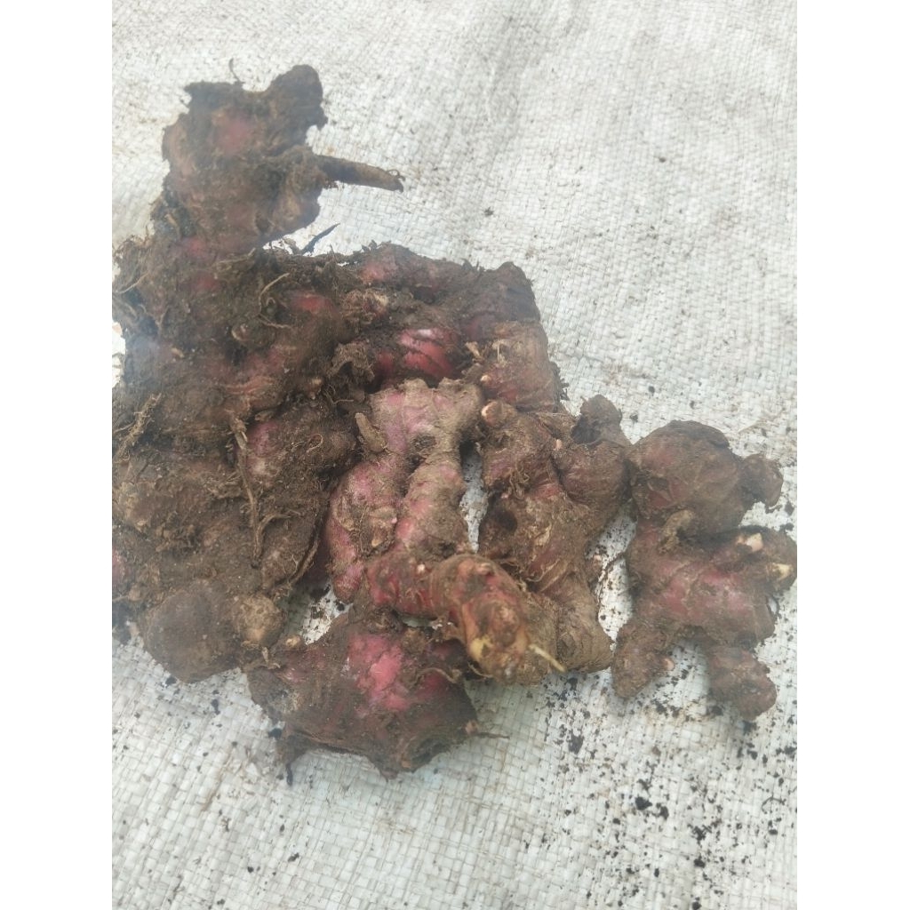 Grosir Jahe Merah Segar Minim Tanah 6 kg