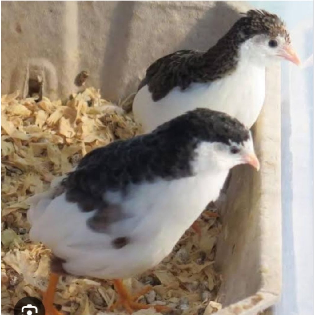 puyuh batu tuxedo sepasang