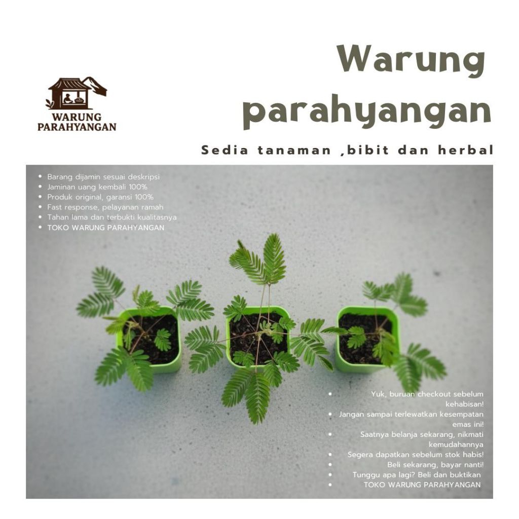 3 Tanaman putri malu - Bibit putri malu original