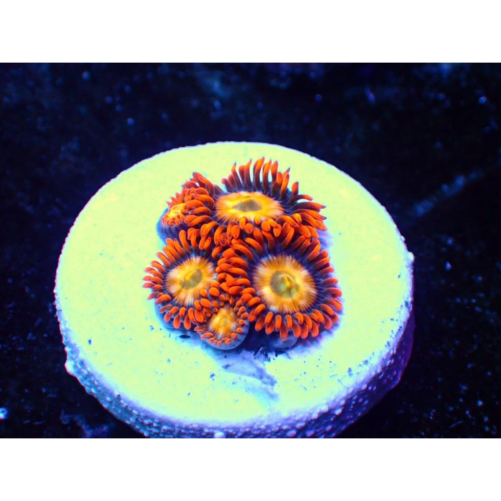 Coral Zoa Oxide Reeftank Aquarium Laut