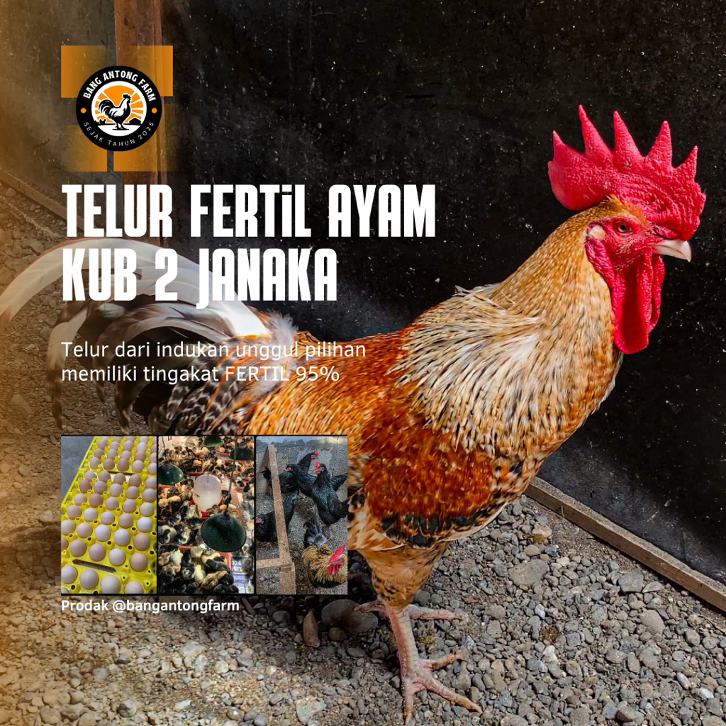 Telur Fertil Ayam KUB2 Janaka Original
