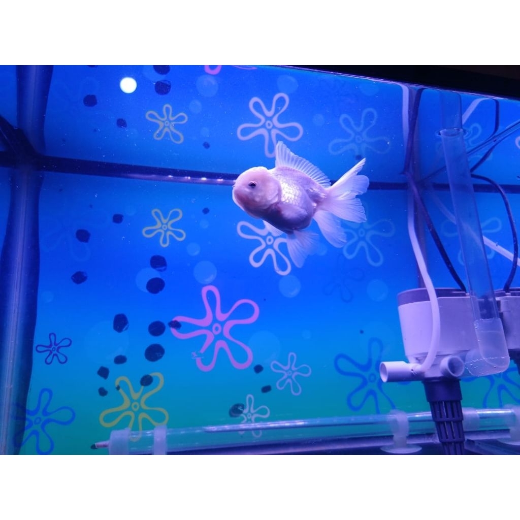 ikan koki oranda rosetail putih 9cm