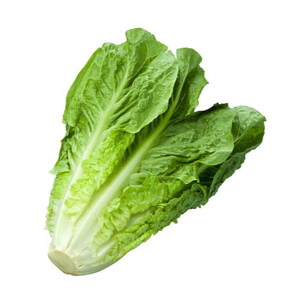 COD - Bibit Selada Green Romaine