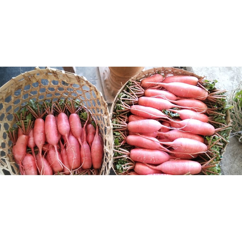 Lobak Merah Segar Organik