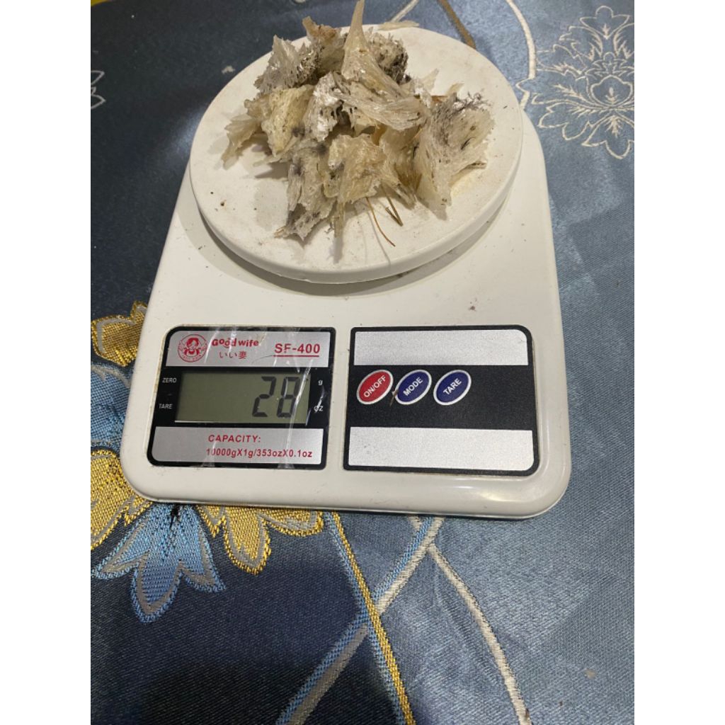 Sarang Walet Kotor Asli Kalimantan