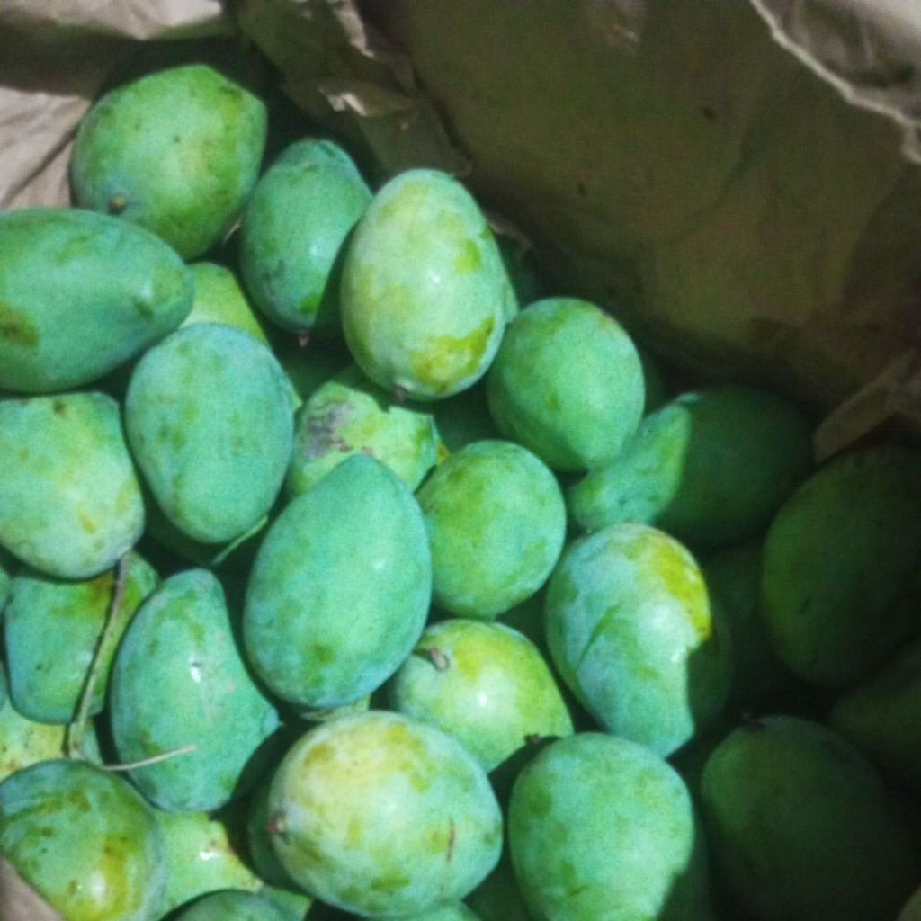 mangga gadung muda