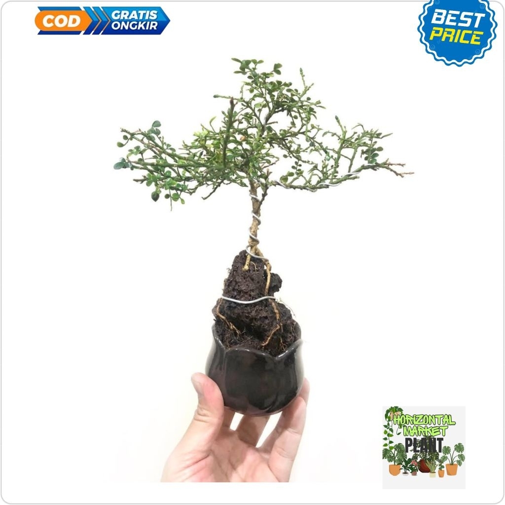 Bahan bonsai kemuning mikro - bunga kemuning mikro