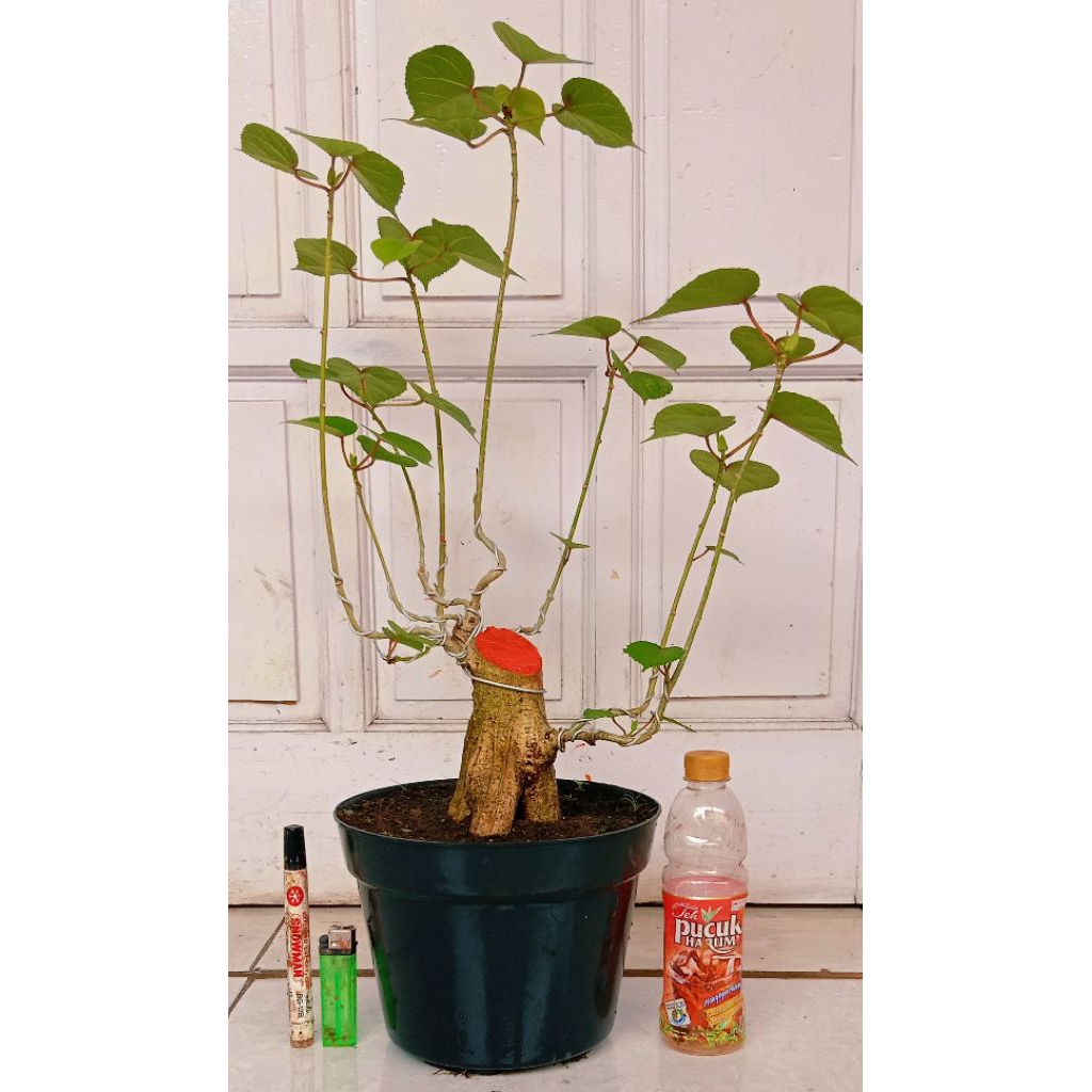 waru India gede prospek 95.000 program akar mantap.