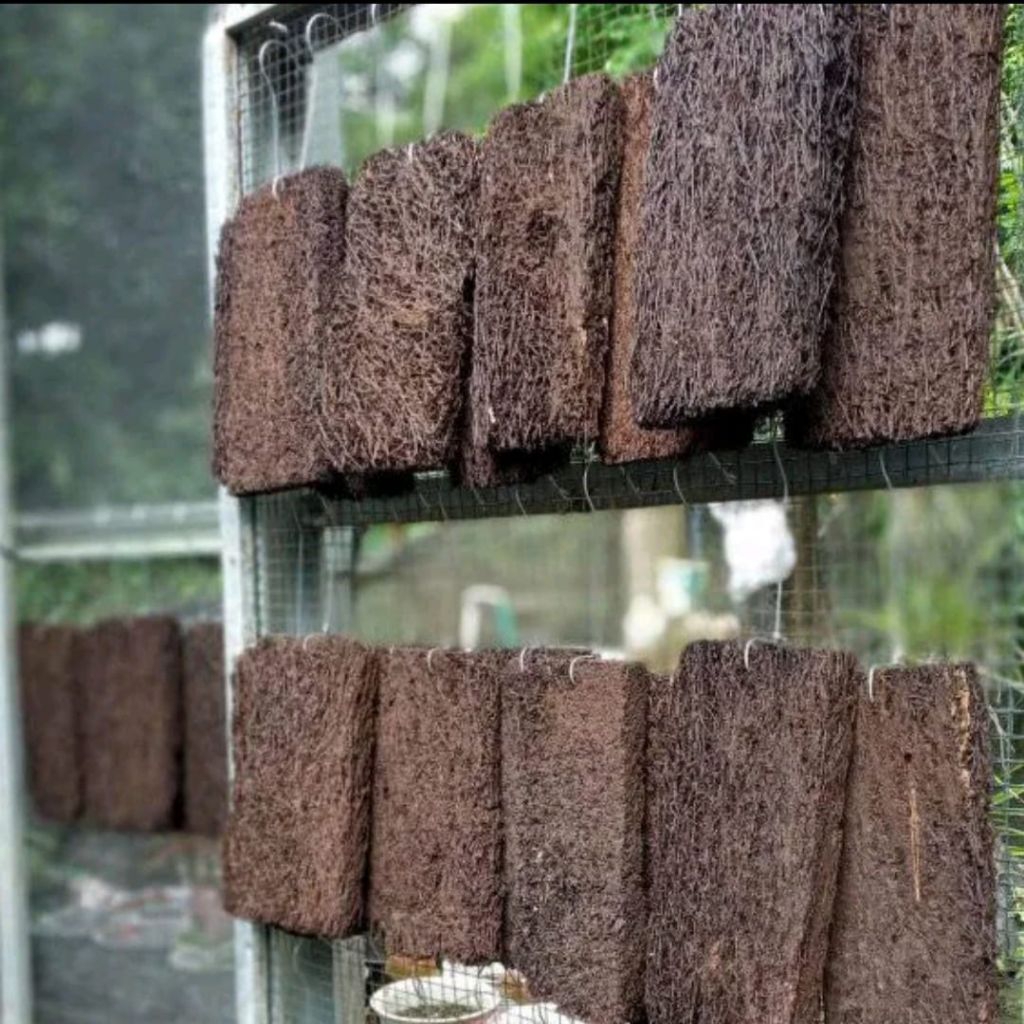 Media Tanam Papan Akar Pakis Anggrek gantung