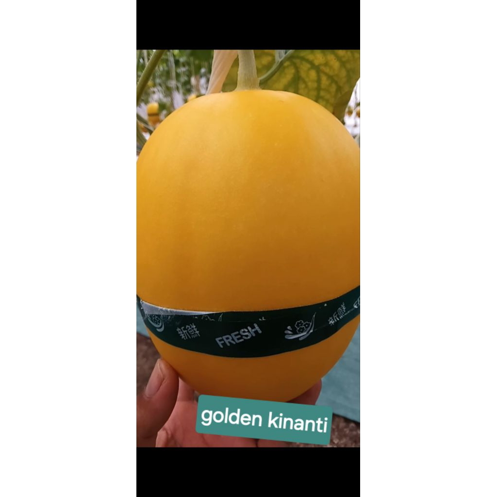 melon golden kinanti