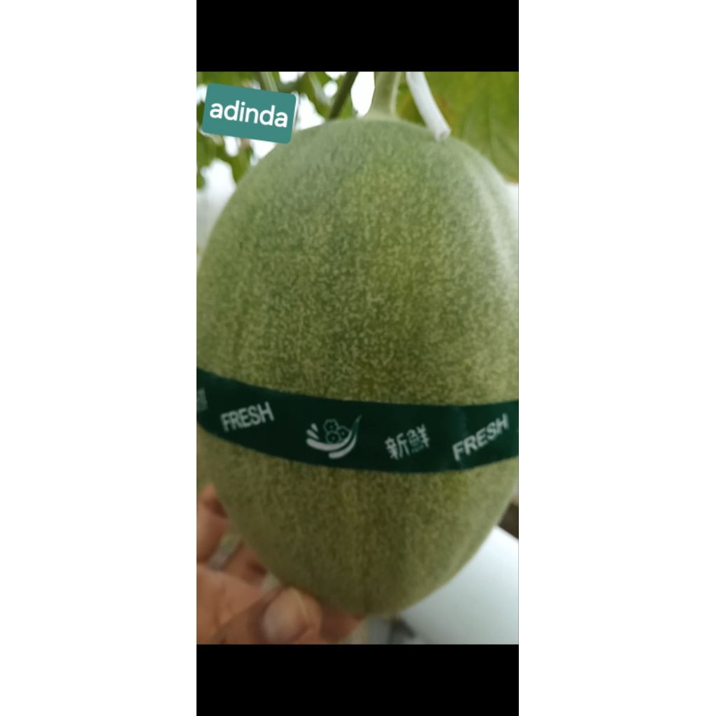 melon adinda