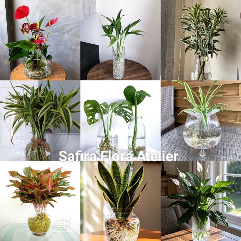 Tanaman Hias Mickey mouse Bambu Hoki hijau Bambu Hoki varigata putih Bambu Hoki varigata Kuning Jand