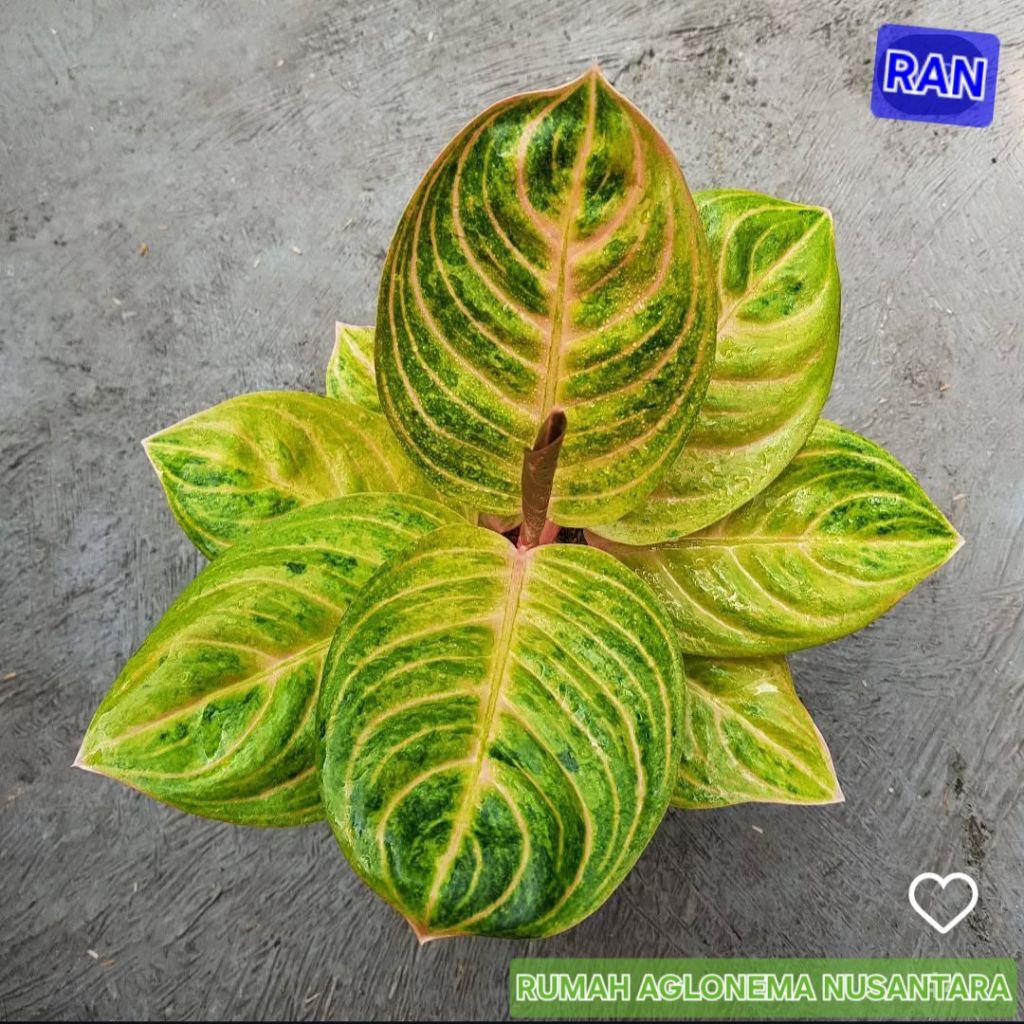 aglonema rinjani