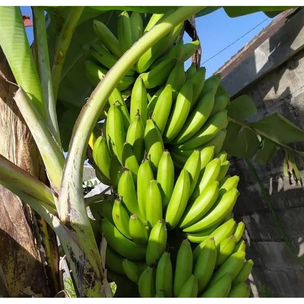 bibit pisang ambon super