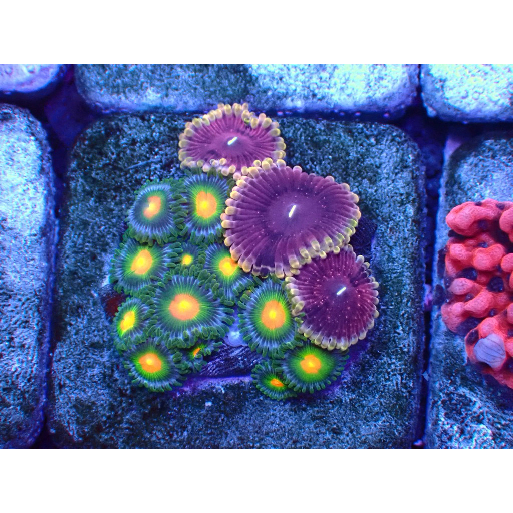 zoa mix frag hiasan aquarium