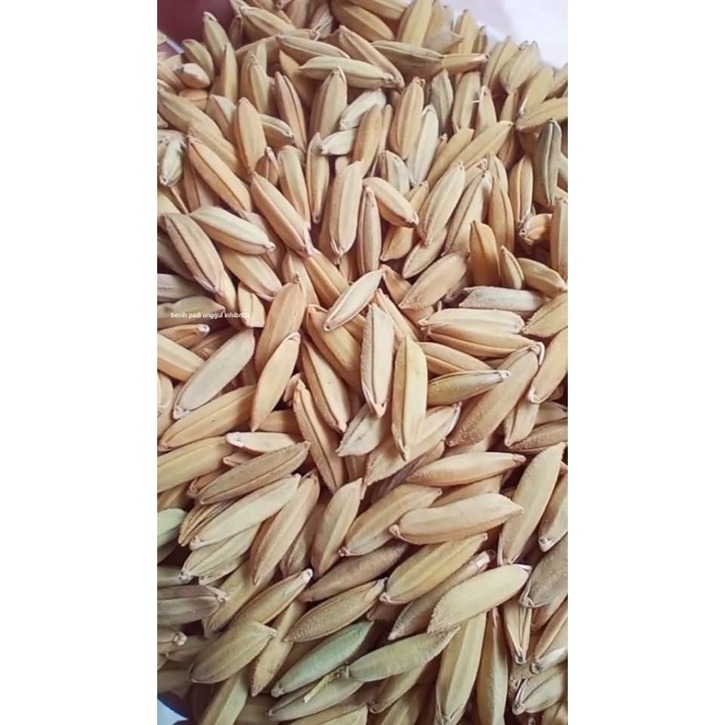 bibit padi unggul Cibatu ultra GENJAH 5KG