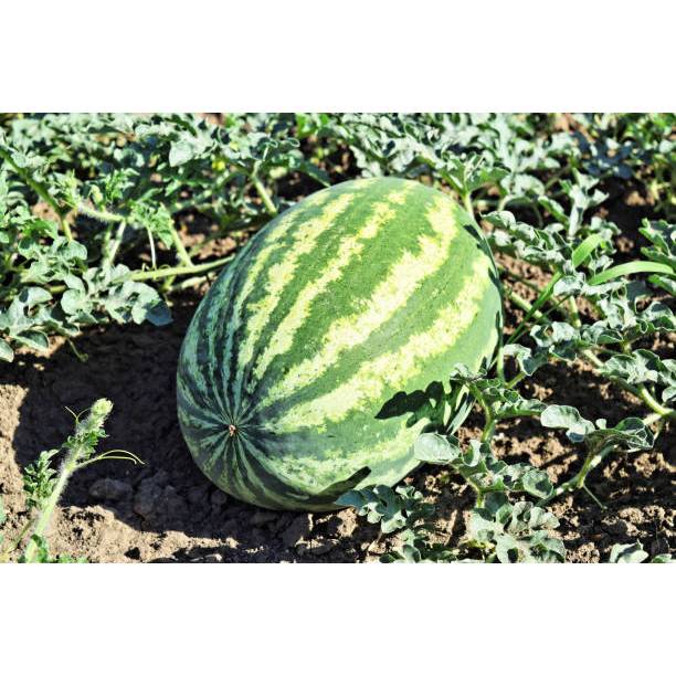 GARANSI - Bibit Semangka Tanpa Biji