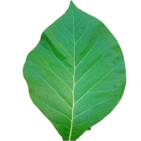 1 kg Daun Jati Segar / 500 gram Daun Jati Segar  Untuk Bungkus Makanan