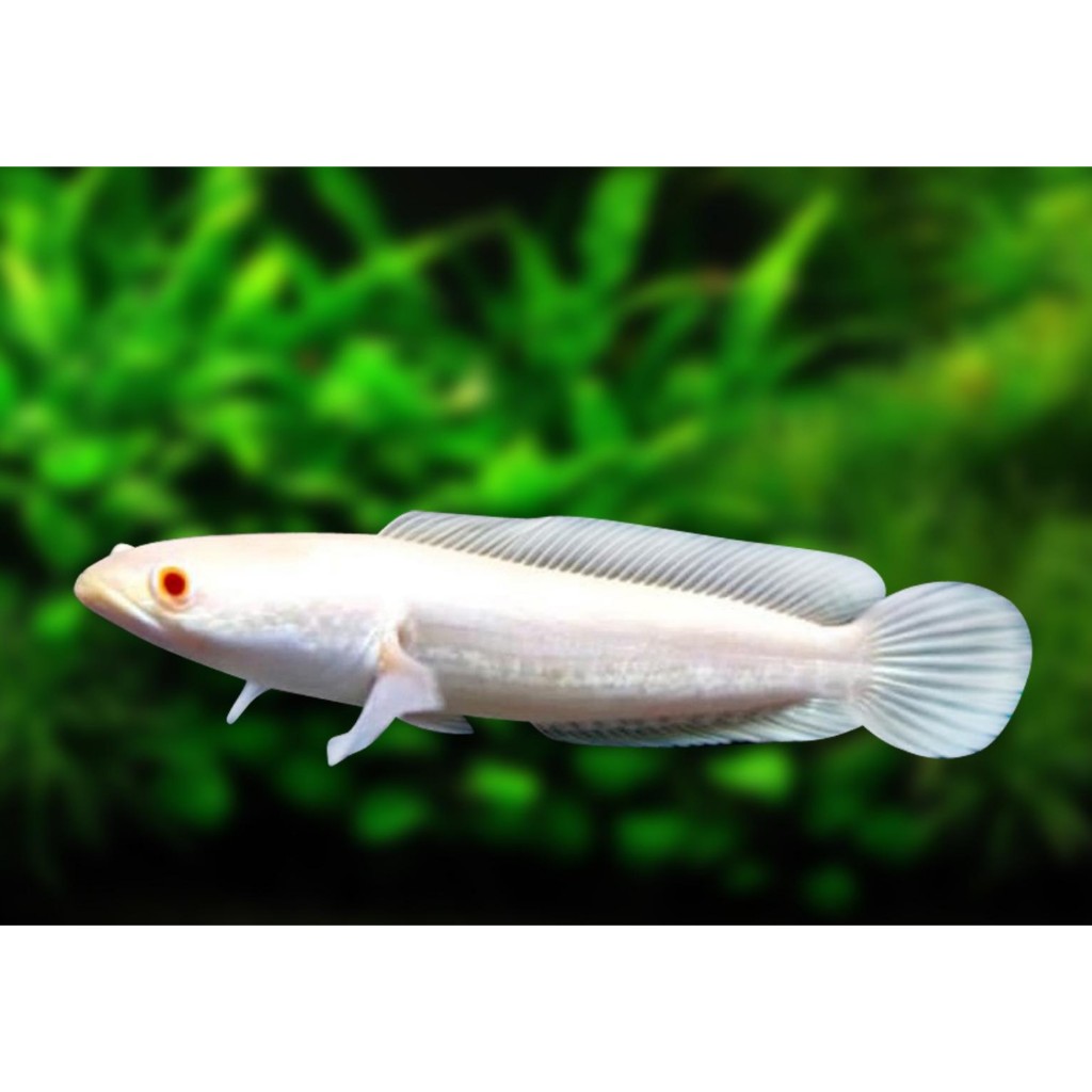 Striata Albino Mata Merah(Channa) Garansi Pengiriman