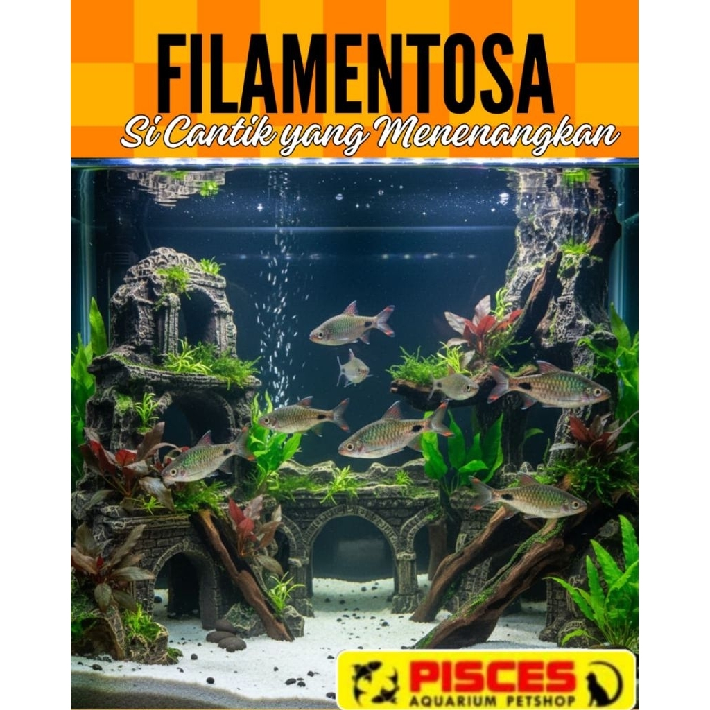 Ikan Hias Filamentosa Barb