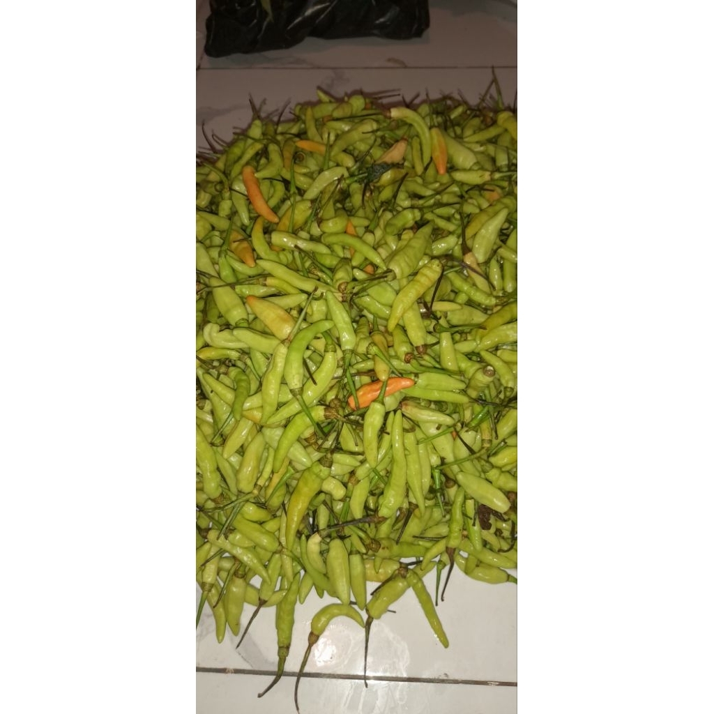 CABE RAWIT PUTIH PANJANG SEGAR | CABE RAWIT HIJAU SEGAR | CABE PEDAS SEGAR