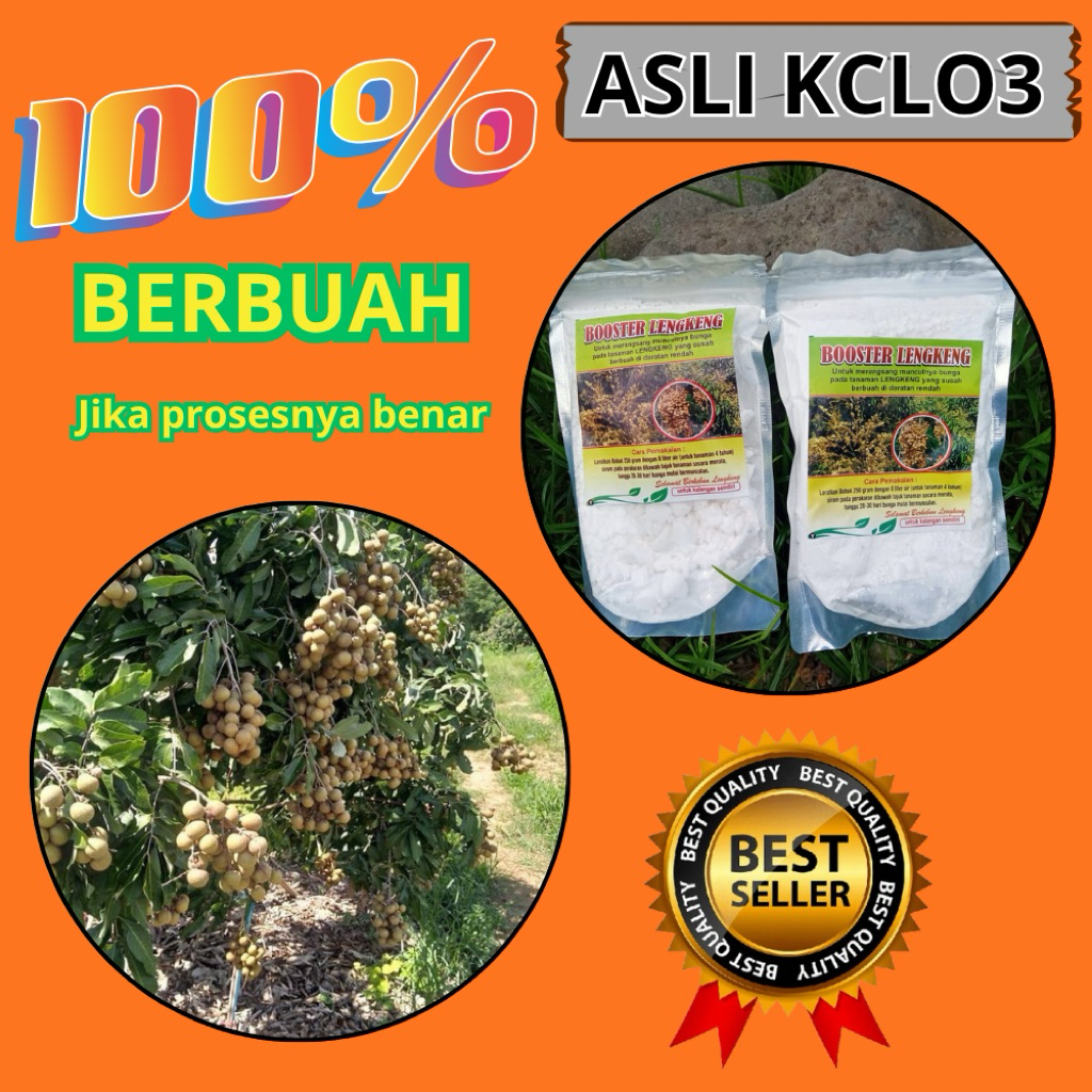 Pupuk Kelengkeng Cepat Berbuah, Pupuk Kelengkeng Kclo3, Pupuk Kelengkeng Merah
