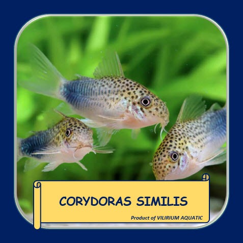 IKAN HIAS AIR TAWAR - CORYDORAS SIMILIS / CORYDORAS VIOLET / SMUDGE SPOT CORY (IKAN PEMBERSIH DASAR 