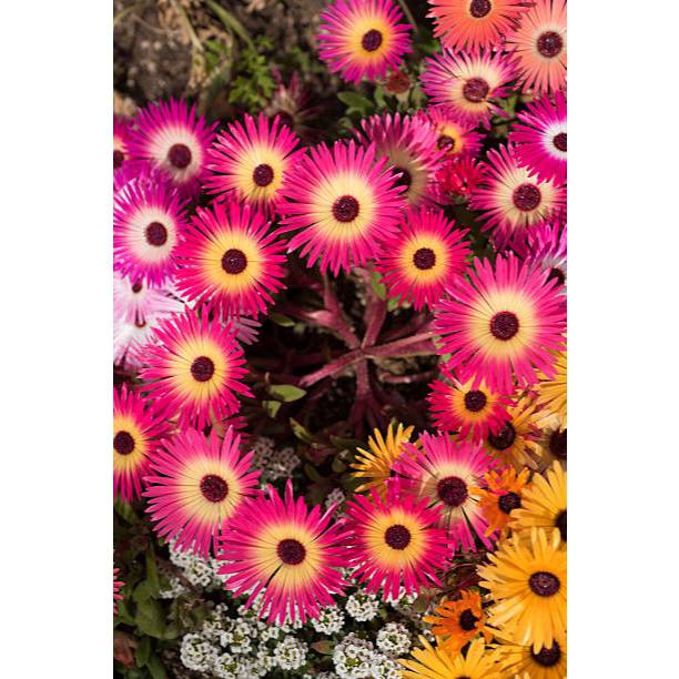 GARANSI - Bibit Daisy Livingstone