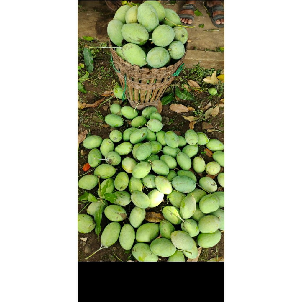 MANGGA ALPUKAT HR BERKUALITAS | 5KG