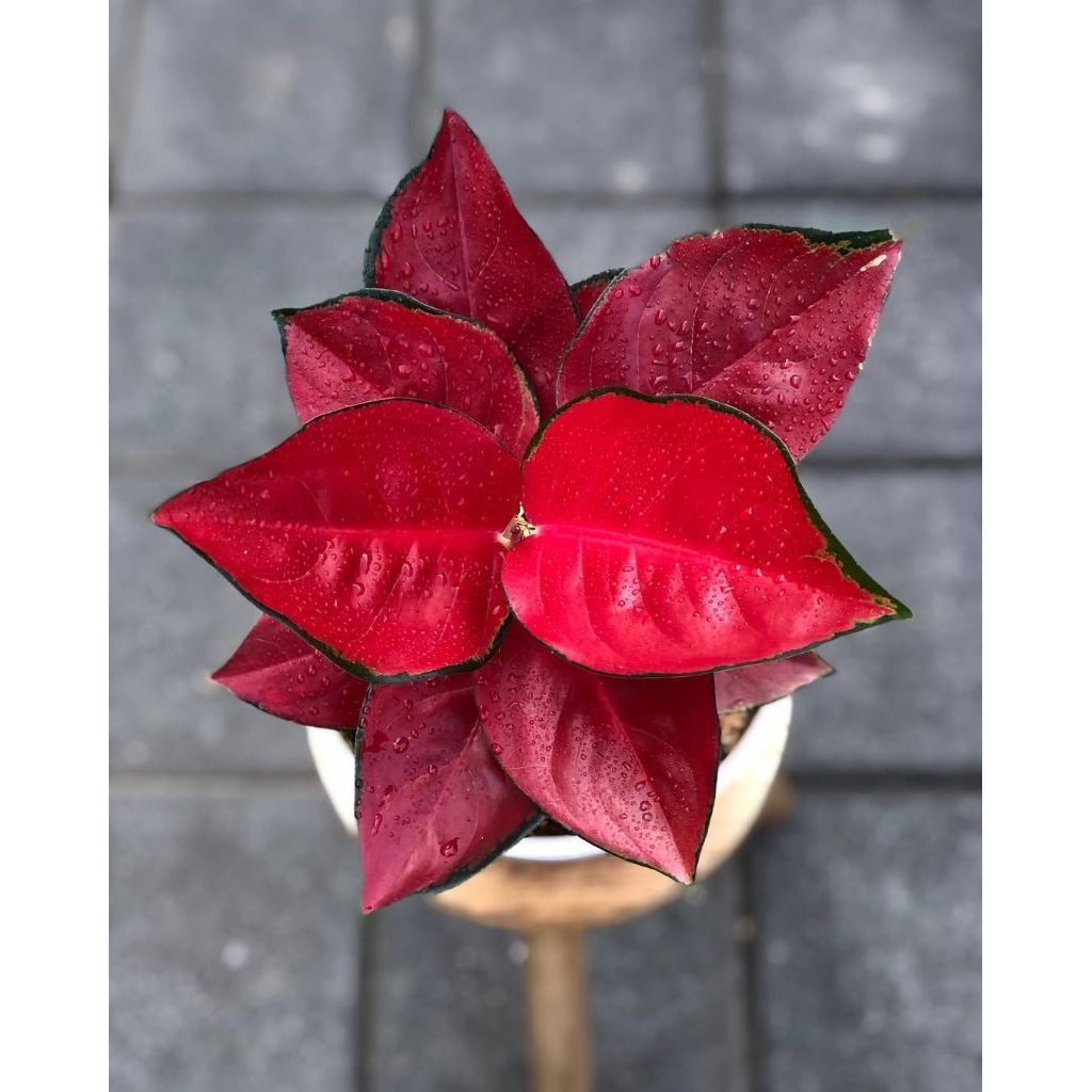 bunga aglonema suksom jaipong