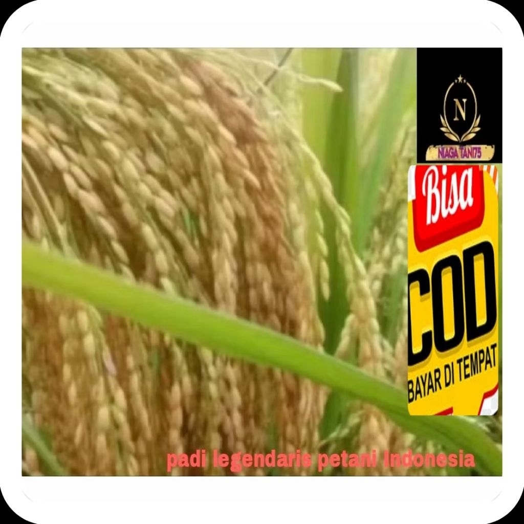 benih padi Ir mutiara kemasan 5kg