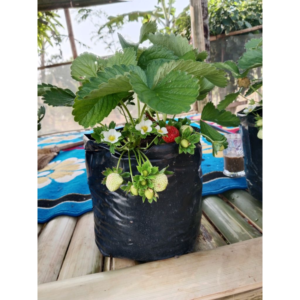 bibit INDUKAN tanaman strawberry SAGAHONOKA